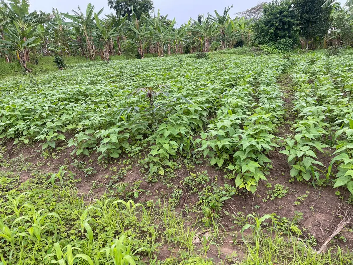 A field of healthy bean plants